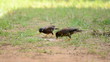 Video: "Myna" birds are eating food "Myna" birds are eating food