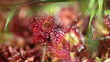 Rundblättrige Sonnentau - Bokeh