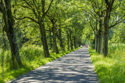 Photo: Road surrounded by old green trees Road surrounded by old green trees