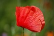 Mohn