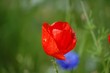 Mohn