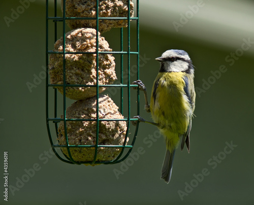 Photo: Blue Tit feeding, juvenile, Cyanistes caeruleus Blue Tit feeding, juvenile, Cyanistes caeruleus