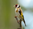 European Goldfinch, Carduelis carduelis