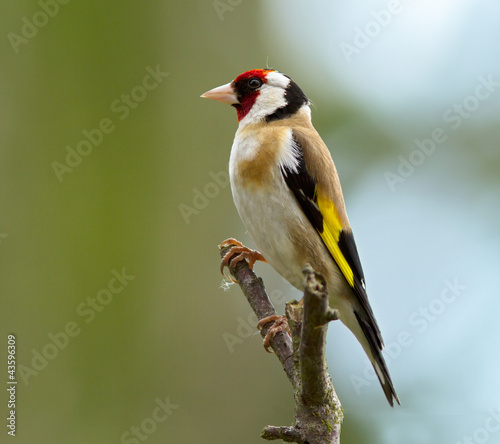 Photo: European Goldfinch, Carduelis carduelis European Goldfinch, Carduelis carduelis