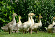 Foto: Junge Hausgänse Junge Hausgänse