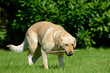 Hund mit Stock