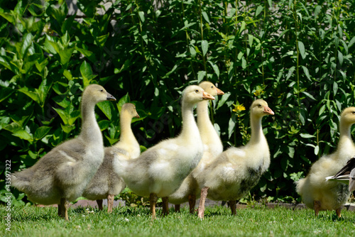 Foto: Junge Hausgänse Junge Hausgänse