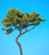 Maritime Pine curved tree on blue sky background. Provence, Fran