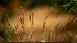 Ears of wheat