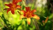 Orange Lily Blooming in a Sunny Garden