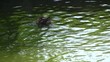 Ducks in a pond