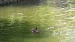 Ducks in a pond