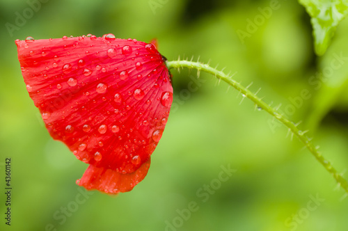 Foto: Red Poppy flower Red Poppy flower