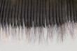 Photo: Detail of Baleen Detail of Baleen