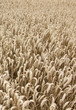 Kornfeld