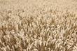 Kornfeld