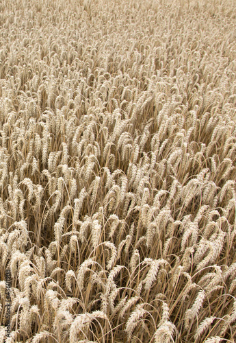 Foto: Kornfeld Kornfeld