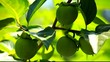 Fall season: ripe kaki on branch