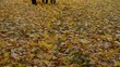 Grandmother and grandsons walking over leaves