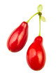 cornel berries