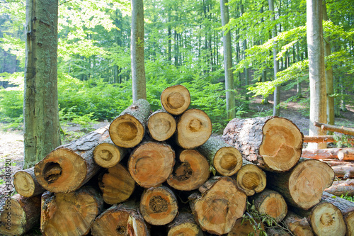 Photo: Wood in the forest Wood in the forest