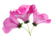 pink lavatera flowers