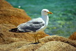 Seagull