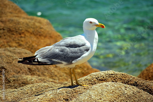 Photo: Seagull Seagull
