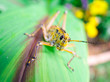 Grasshopper