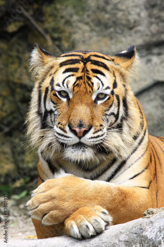 Photo: tiger tiger