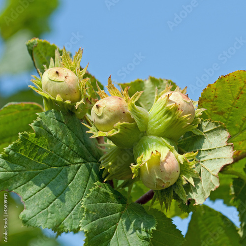 Photo: Gemeine Hasel - Corylus avellana Gemeine Hasel - Corylus avellana