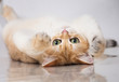 British shorthair cat
