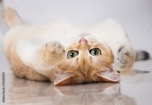 Photo: British shorthair cat British shorthair cat