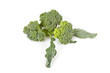 broccoli on a white background