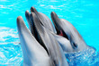 Three funny dolphins