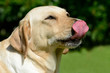 Hund leckt Nase