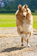 Collie