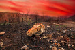 After forest fire