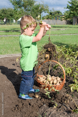 Photo: Kleiner Junge bei der Kartoffelernte Kleiner Junge bei der Kartoffelernte