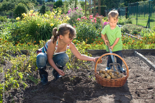 Photo: Kinder helfen bei der Ernte Kinder helfen bei der Ernte