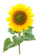 Sunflower. Close-up. Isolated. Studio
