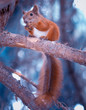 squirrel with nut
