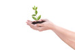 Foto: Plant in hands Plant in hands
