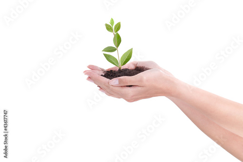Foto: Plant in hands Plant in hands