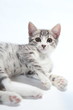 kleine Katze