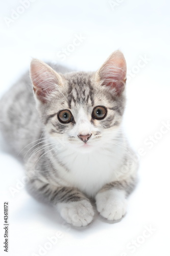Photo: graue Katze graue Katze
