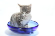 Katze in Schüssel