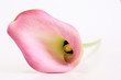 calla