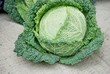 Foto: Wirsing Kohl Wirsing Kohl