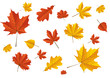 Vektor: Herbstblätter Herbstblätter